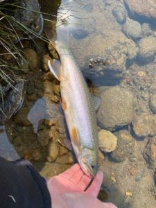 Read more about the article 自然資本（地域資源）とネイチャーポジティブ