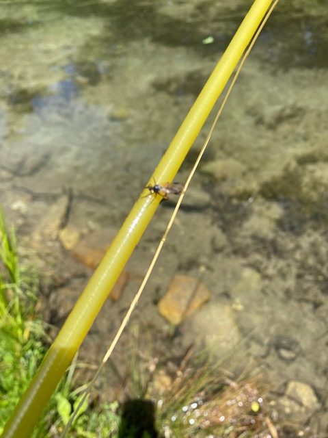 Read more about the article 生き物にとっての飛び石